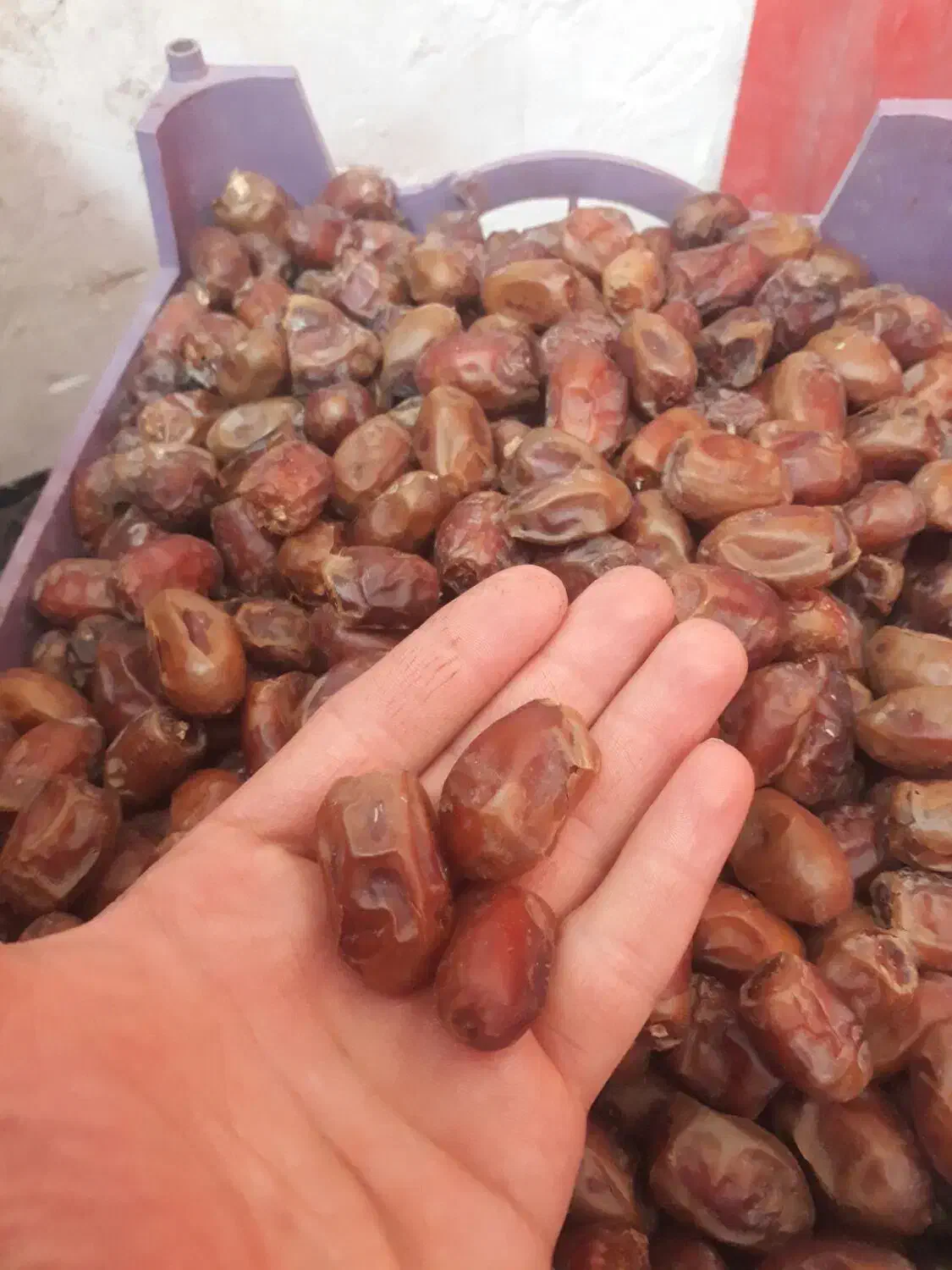 خرما.تمر|خوردنی و آشامیدنی|اهواز, دغاغله|دیوار