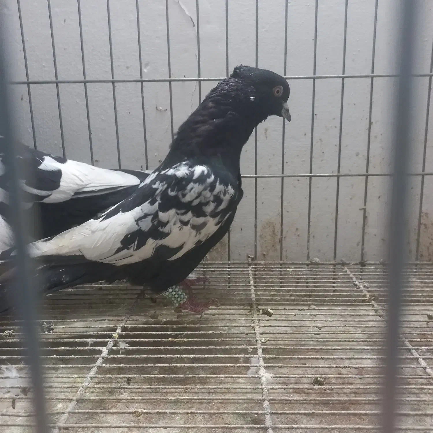 سینه سیاه سینه سبز|پرنده|مشهد, نوید|دیوار