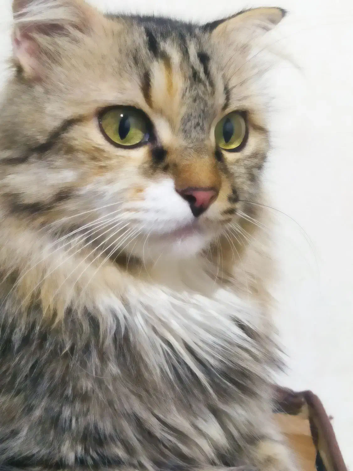 گربه|گربه|عسلویه, |دیوار