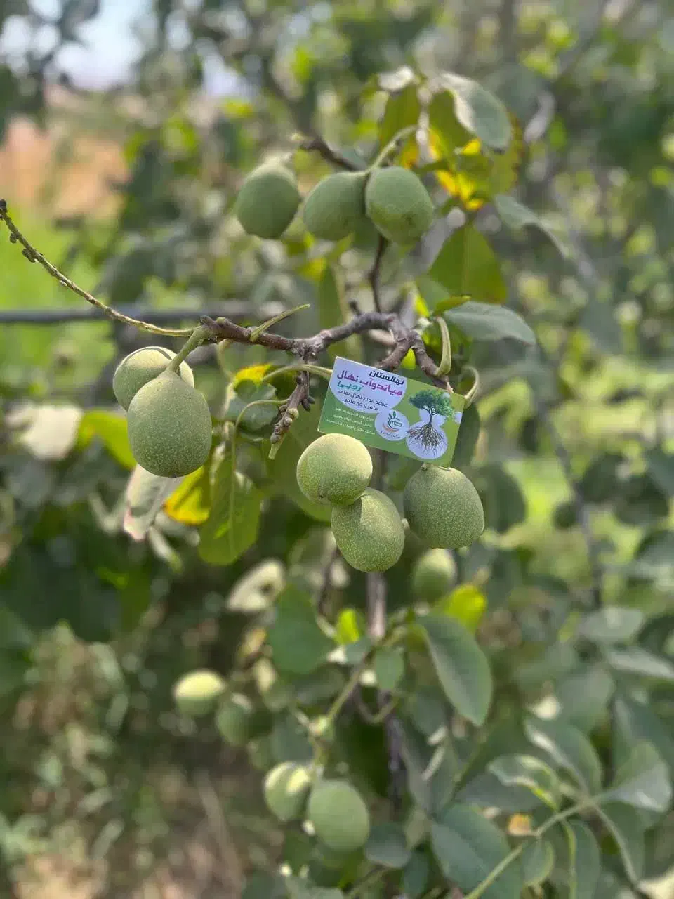 تولید و فروش نهال گردو جمال پربار|خدمات باغبانی و درختکاری|اسلامشهر, شهرک احمدیه|دیوار