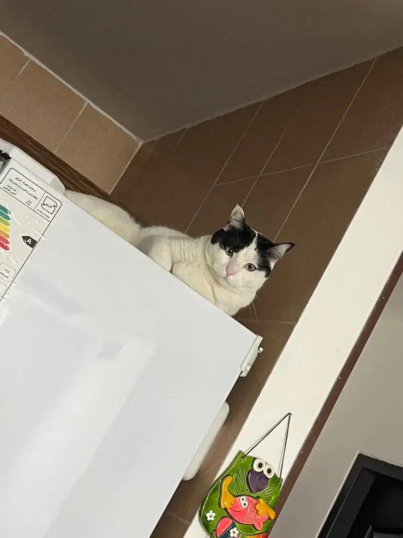 واگذاری رایگان گربه|گربه|شاهین‌شهر, مسکن مهر|دیوار