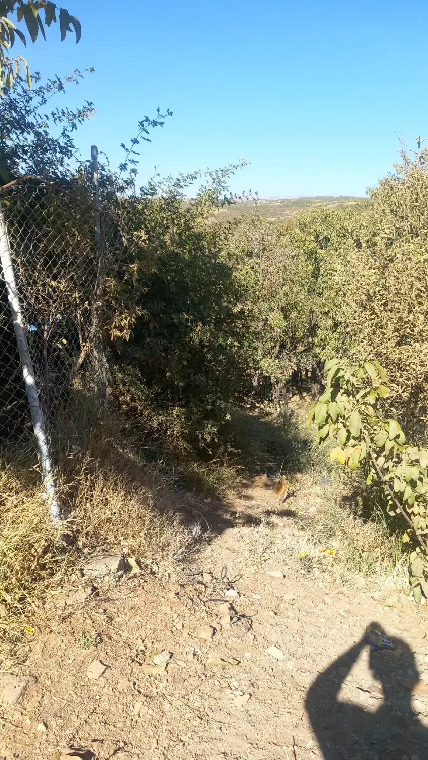 زمین کشاورزی|فروش دفتر صنعتی، کشاورزی، تجاری|سامان, |دیوار