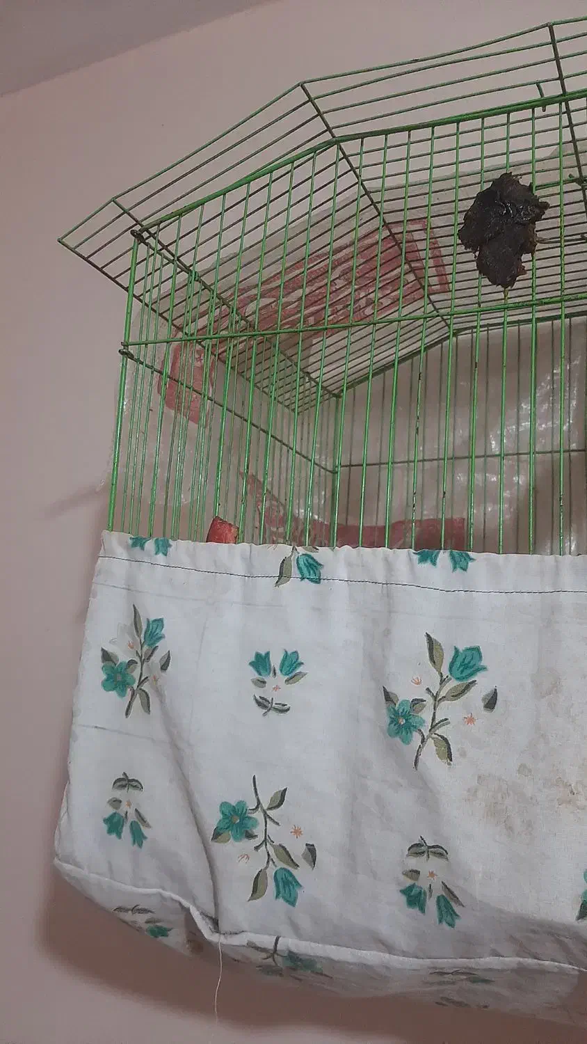 قناری اهلی|پرنده|برازجان, |دیوار