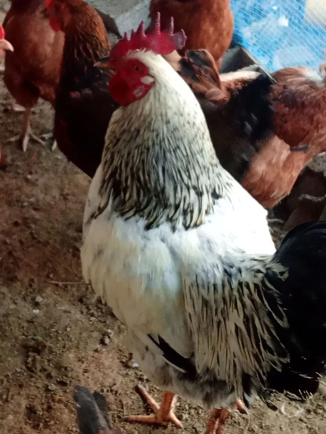 3 تا خروس|حیوانات مزرعه|املش, |دیوار