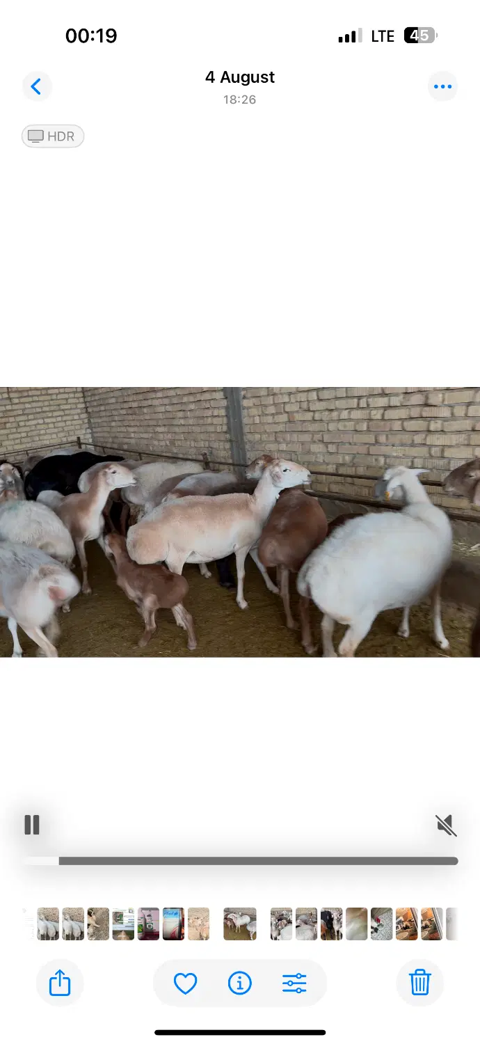 میش|حیوانات مزرعه|مرودشت, نقش رستم|دیوار