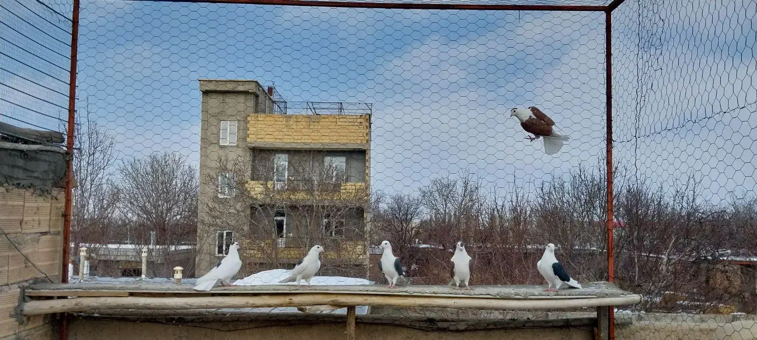 کبوتر یاحی|پرنده|تبریز, |دیوار