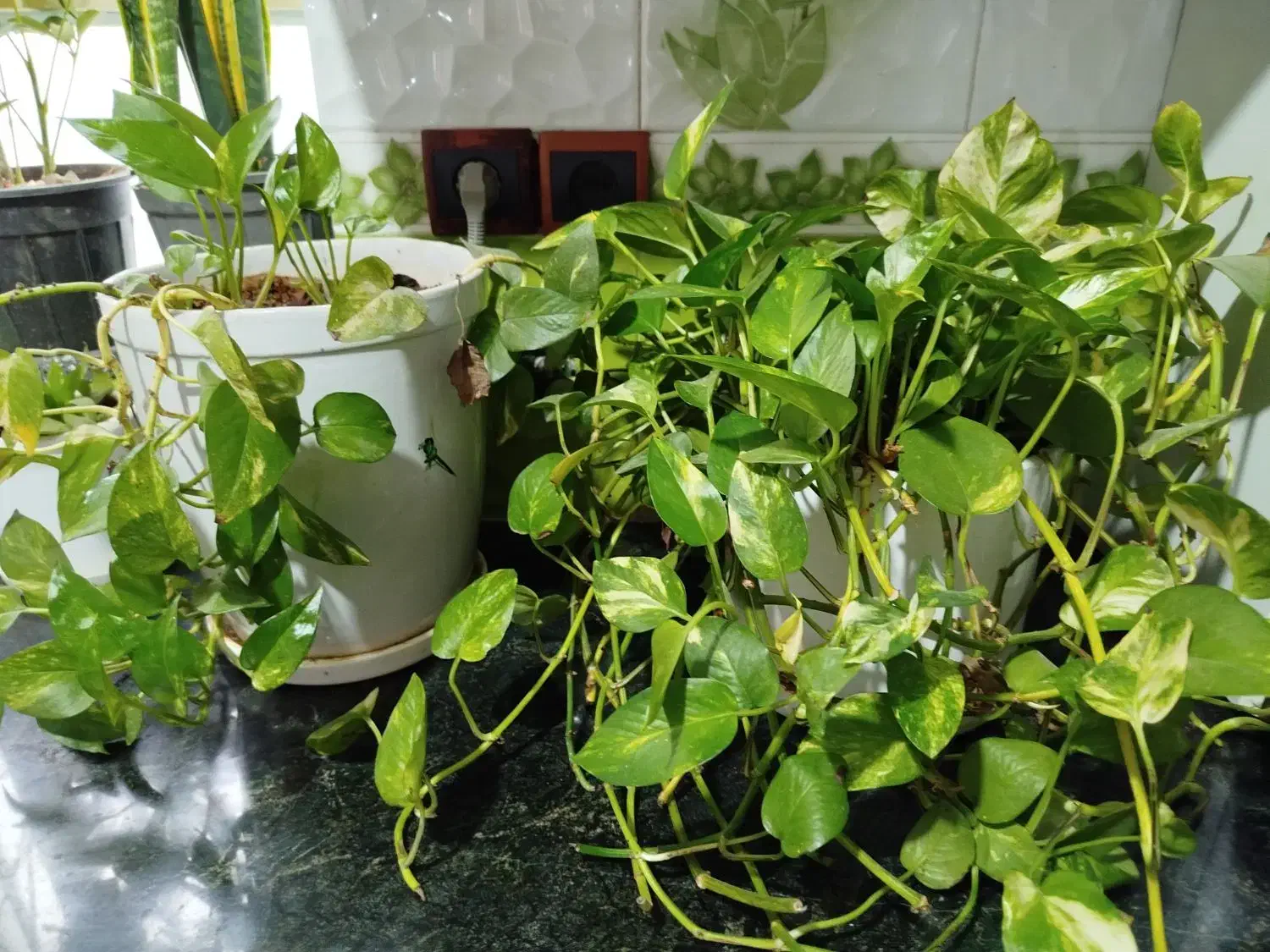 پتوس حراج|گل و گیاه طبیعی|وحدتیه, |دیوار