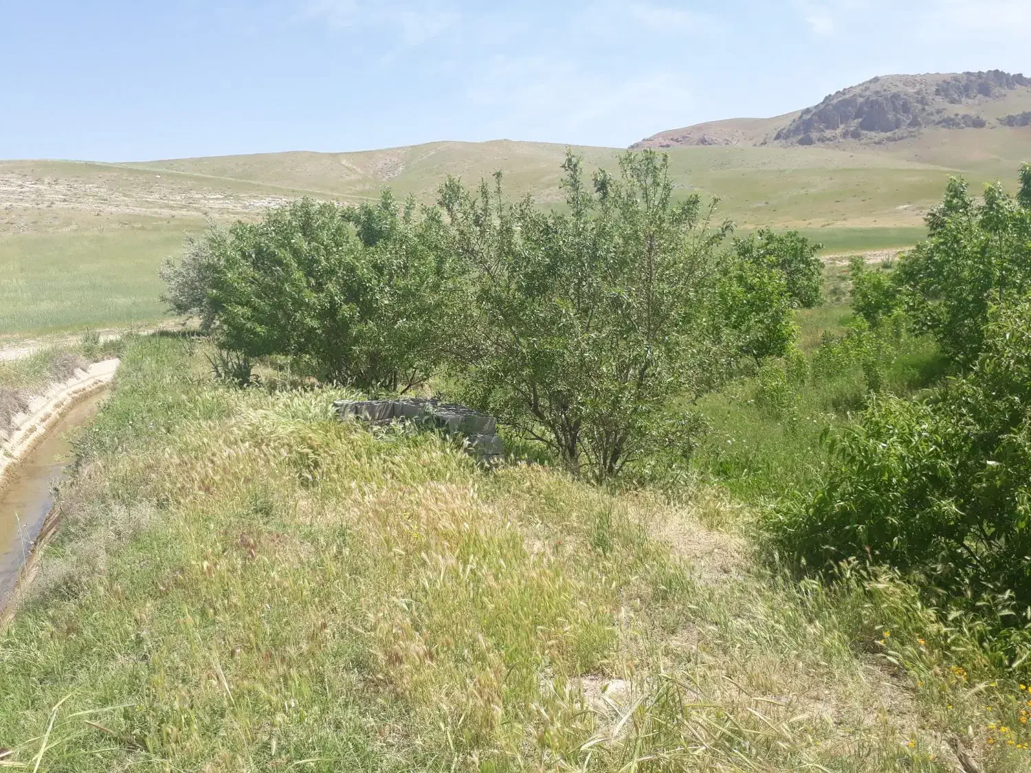 باغ و زمین|فروش زمین و ملک کلنگی|شاهین دژ, |دیوار