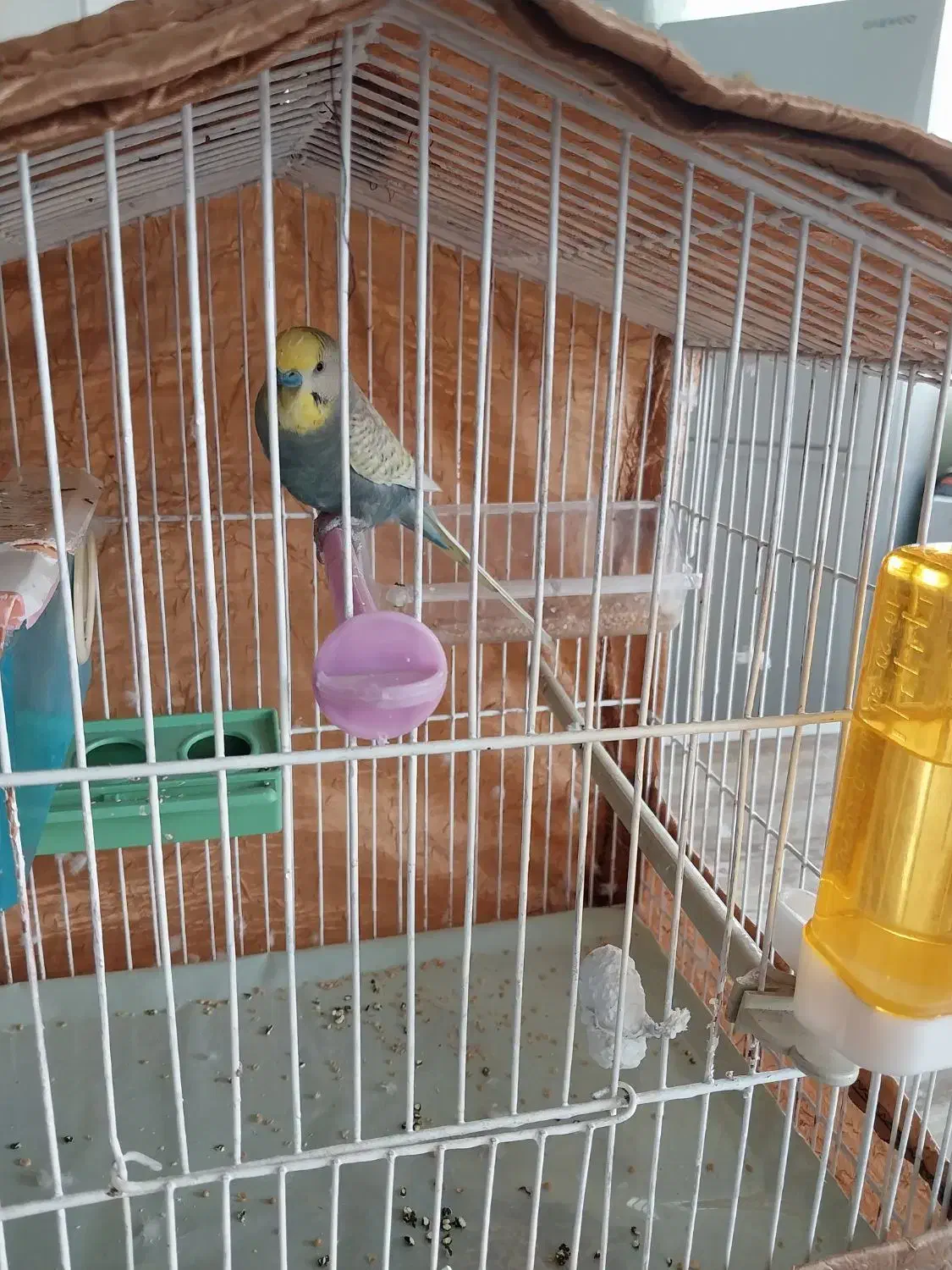 مرغ عشق انگلیسی.نر.سالمشیطون|پرنده|ساری, |دیوار