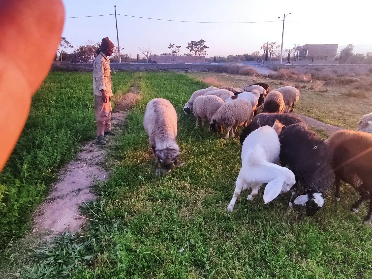 میش درشت  نژاد دار برای نگهداری|حیوانات مزرعه|بردسیر, |دیوار