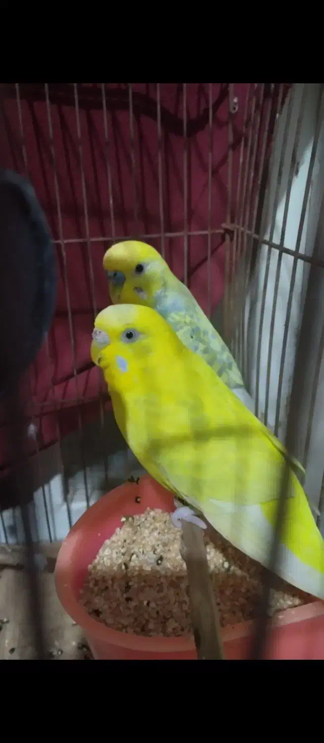 مرغ عشق|پرنده|برازجان, |دیوار