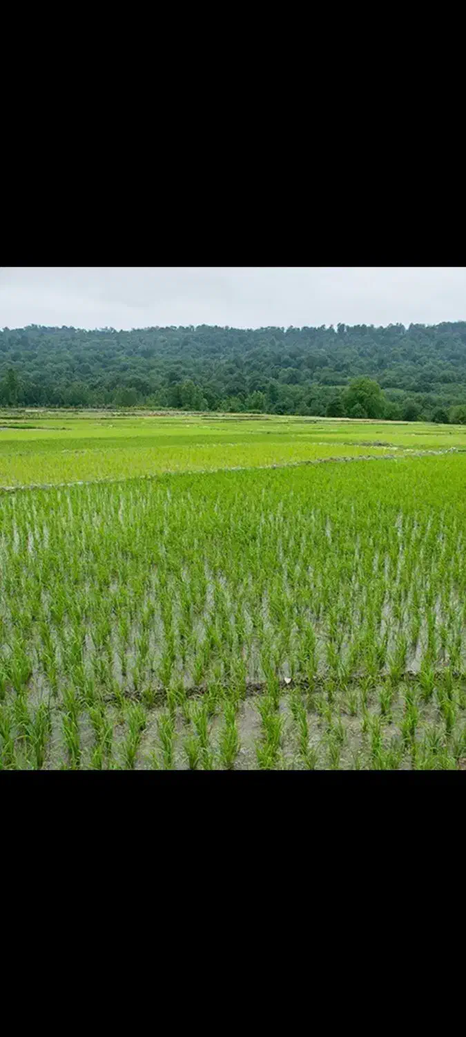 شالیزار|فروش دفتر صنعتی، کشاورزی، تجاری|فومن, |دیوار