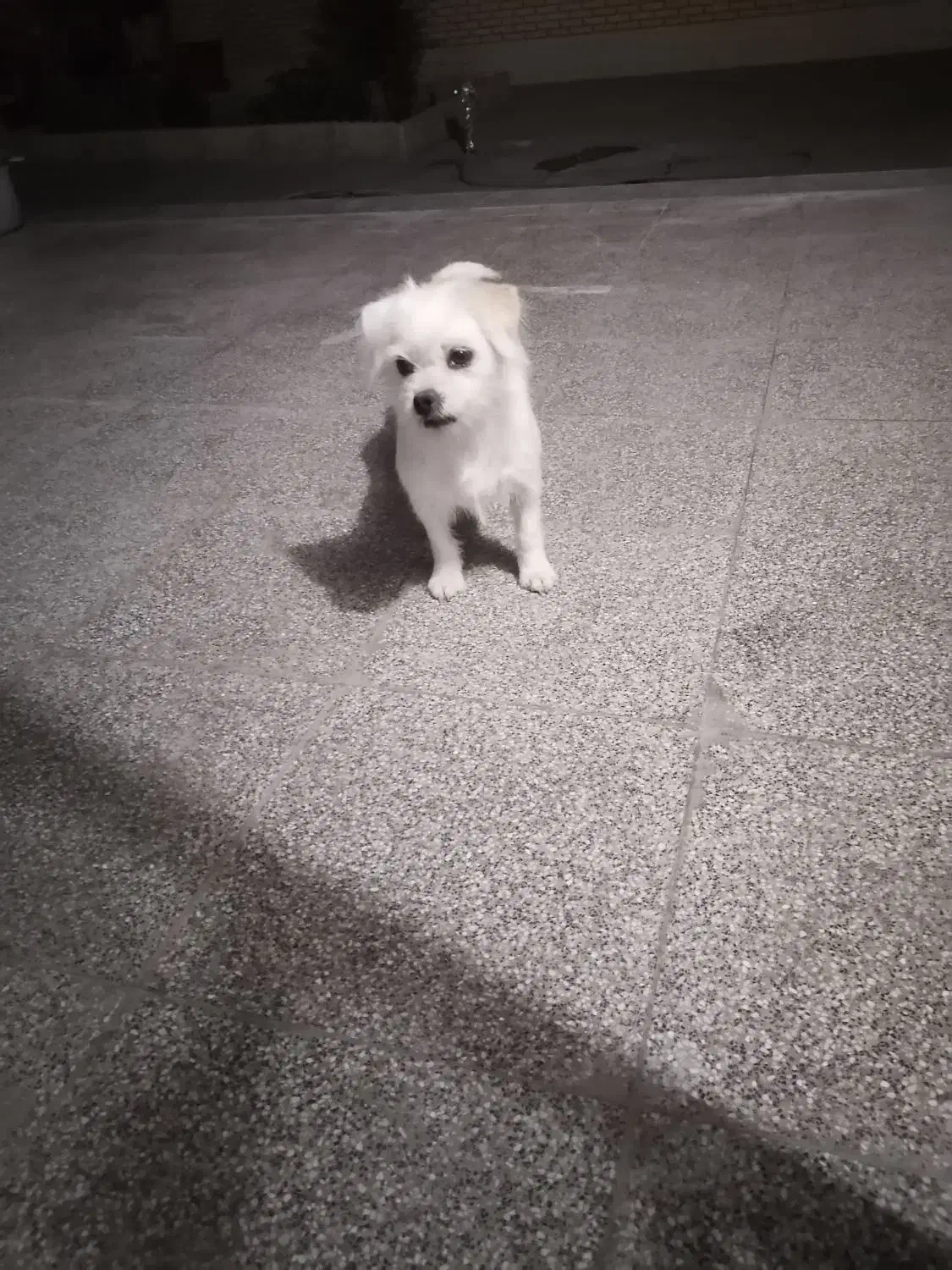 سگ فروشی|سگ|زرند, |دیوار