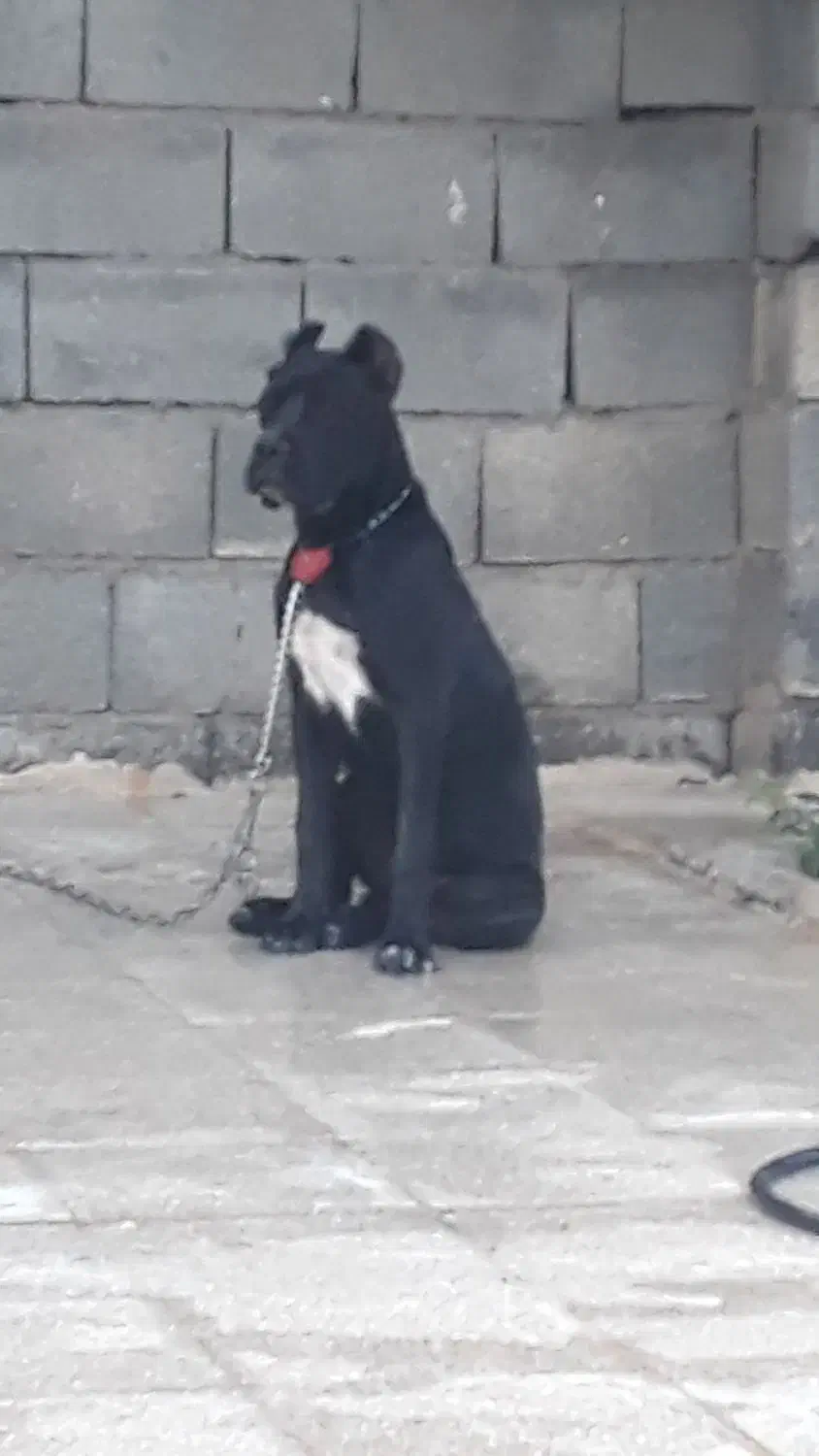 کنکورسو جنسیت نر|سگ|کرمانشاه, |دیوار