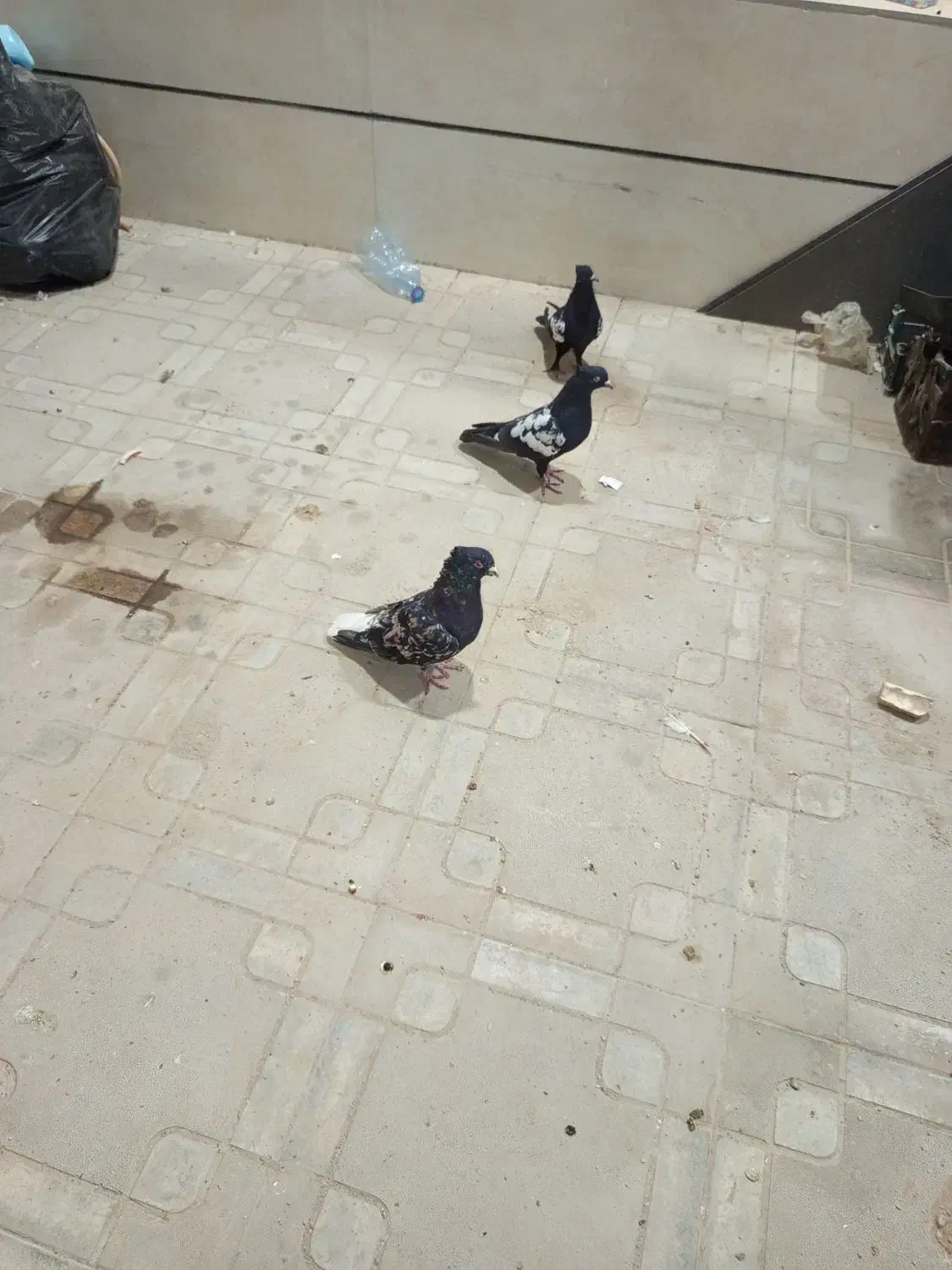 سرور دم سفید سینه سیاه|پرنده|داراب, |دیوار