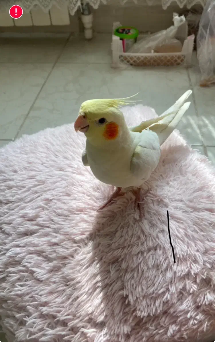 عروس هلندی|پرنده|گرمدره, |دیوار