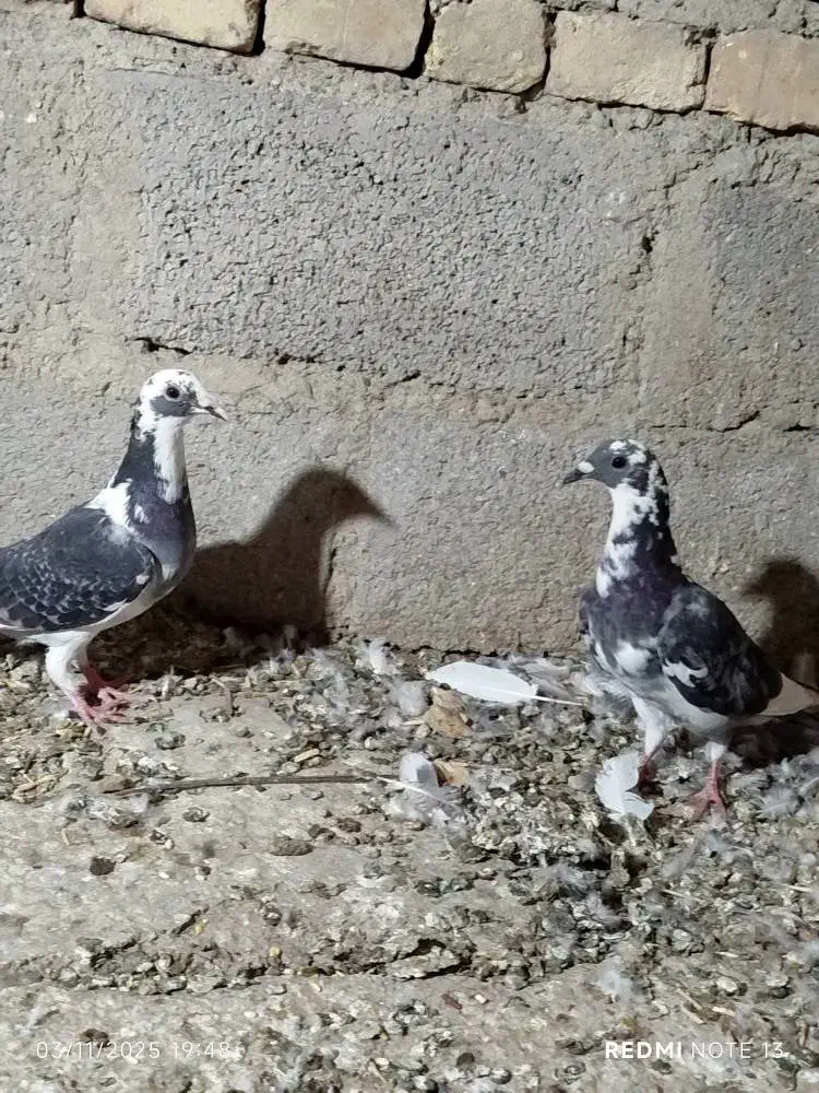 کبوتر جوانه مسافتی|پرنده|سیب و سوران, |دیوار