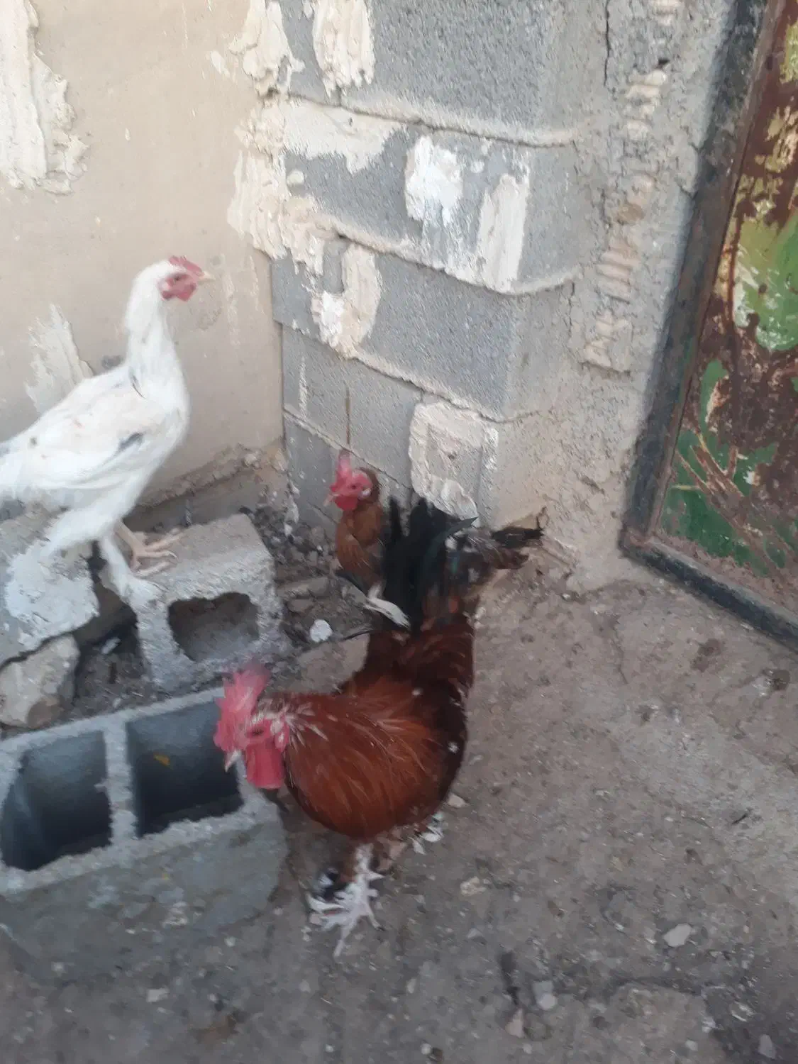 حیوانات مزرعه|حیوانات مزرعه|دهدشت, |دیوار