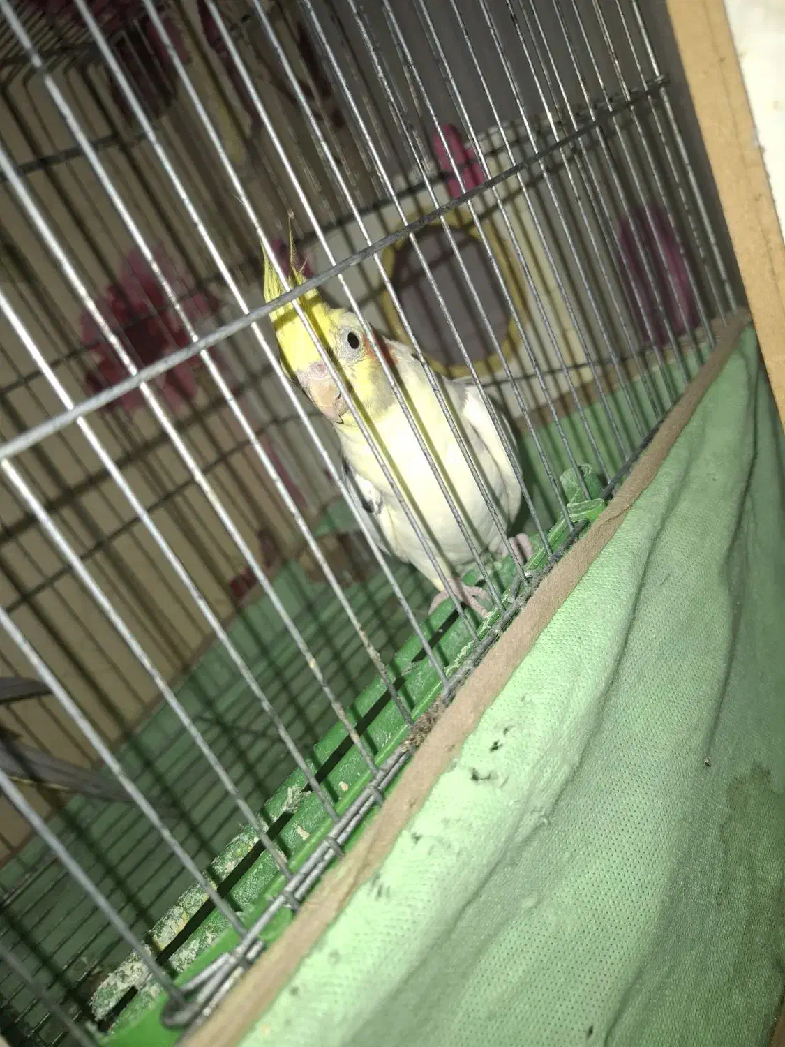 فروش یک عدد عروس هلندی|پرنده|بندر کنگان, |دیوار