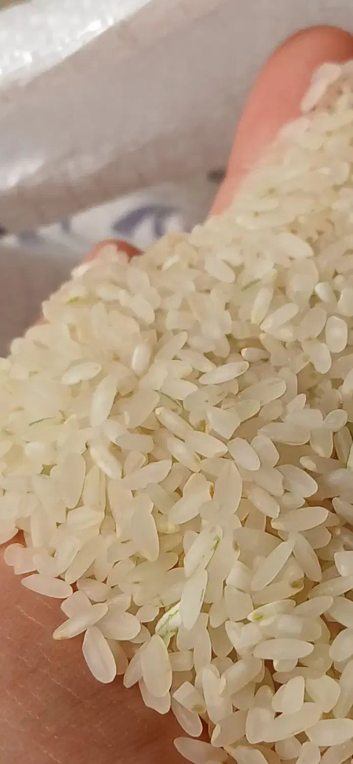 برنج کامفیروز ی درجه یک .|عمدهفروشی|کامفیروز, |دیوار