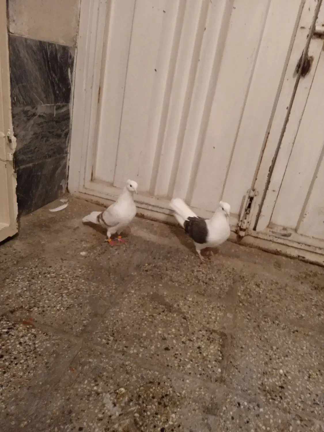 کفتر|پرنده|بروجرد, |دیوار