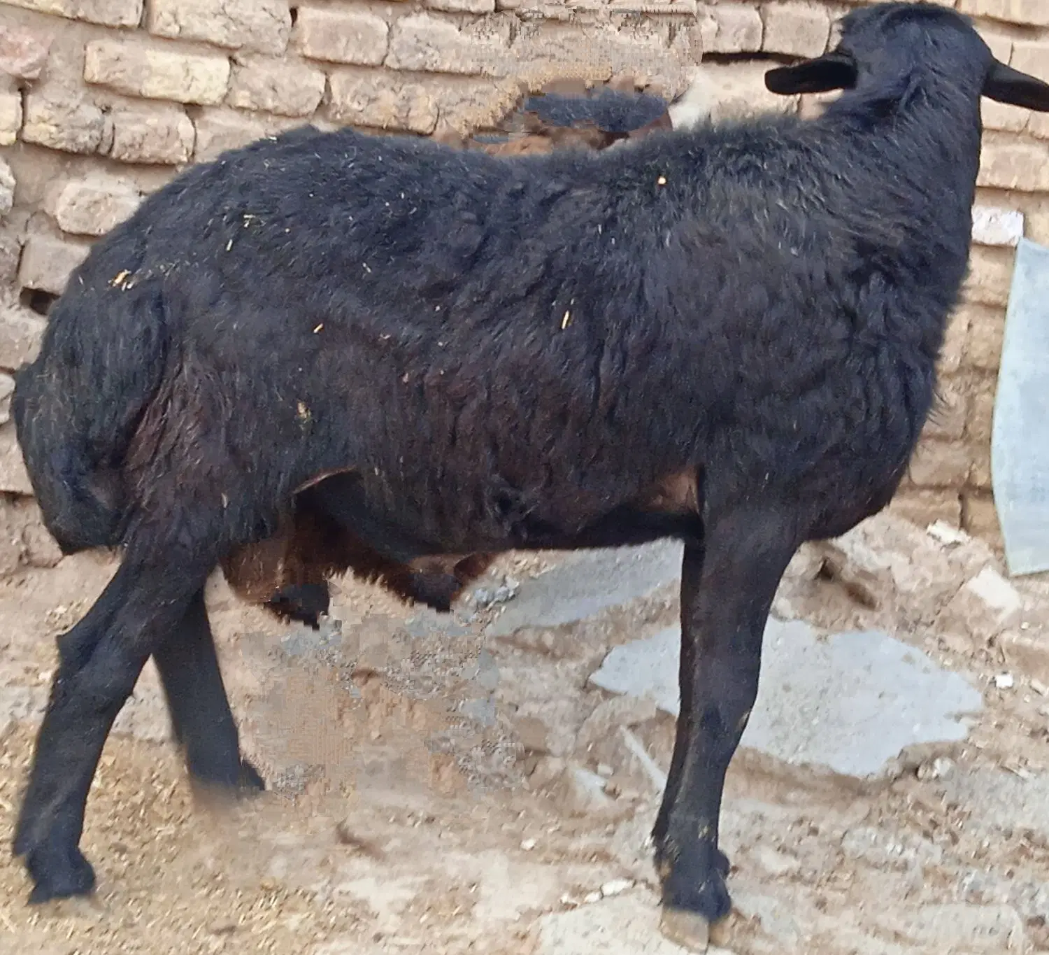 بره|حیوانات مزرعه|فامنین, |دیوار
