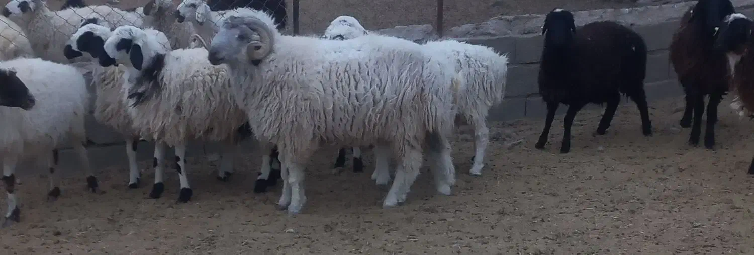 بره چاق کهره چاق بزچاق|حیوانات مزرعه|بافت, |دیوار