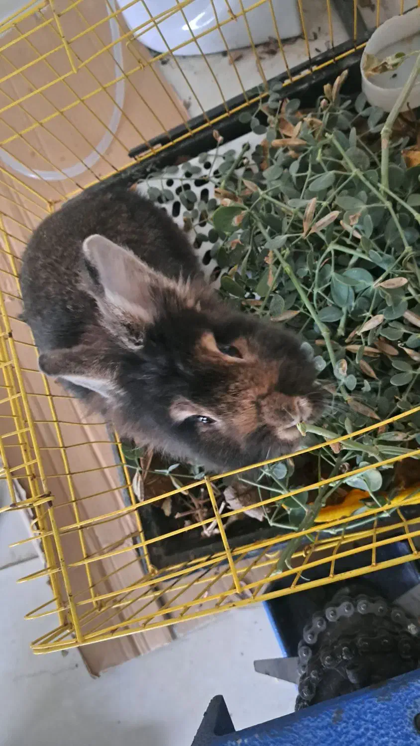 خرگوش لوپ اصیل|موش و خرگوش|اردبیل, |دیوار