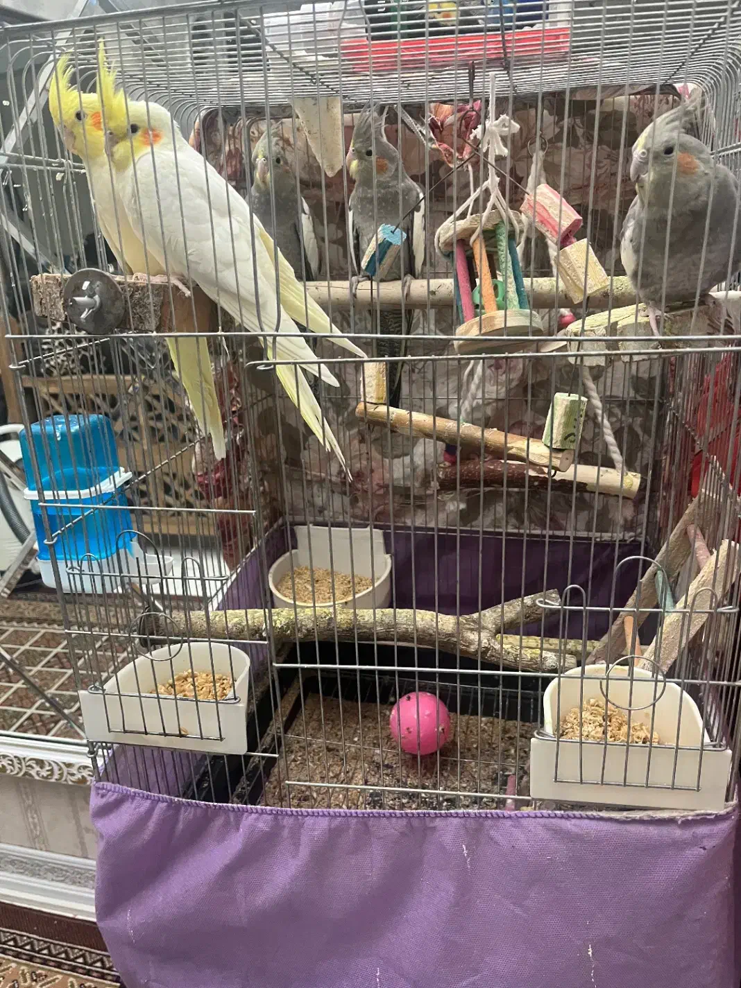 عروس هلندی مولد به همراه بچه هاش|پرنده|تهران, اتابک|دیوار