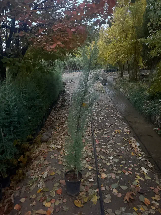 کاج نهال درخت سرو نقره ای|گل و گیاه طبیعی|محلات, |دیوار