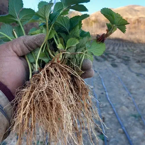 نشانهال توت فرنگی کردستان|خدمات باغبانی و درختکاری|نورآباد ممسنی, |دیوار