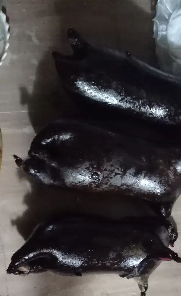 هیزه|لوازم جانبی حیوانات|جوانرود, |دیوار