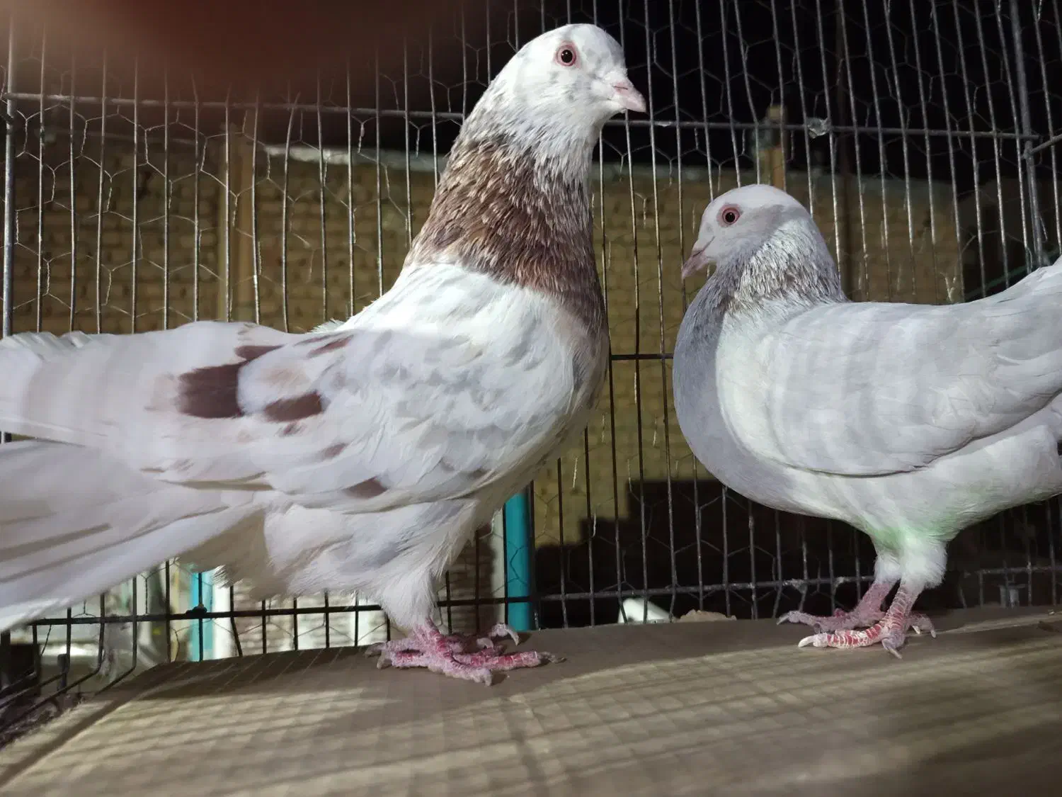 حیوون ساوه هستم عالی درجه یک ضمانتی هوایی....|پرنده|رباطکریم, رباطکریم|دیوار