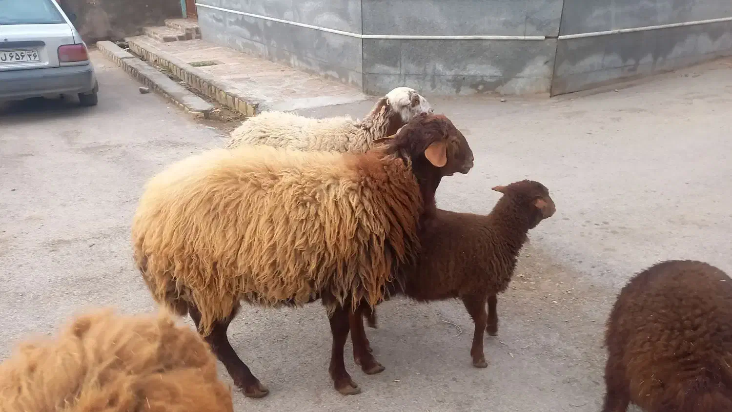 گوسفند نر|حیوانات مزرعه|نیشابور, فضل|دیوار