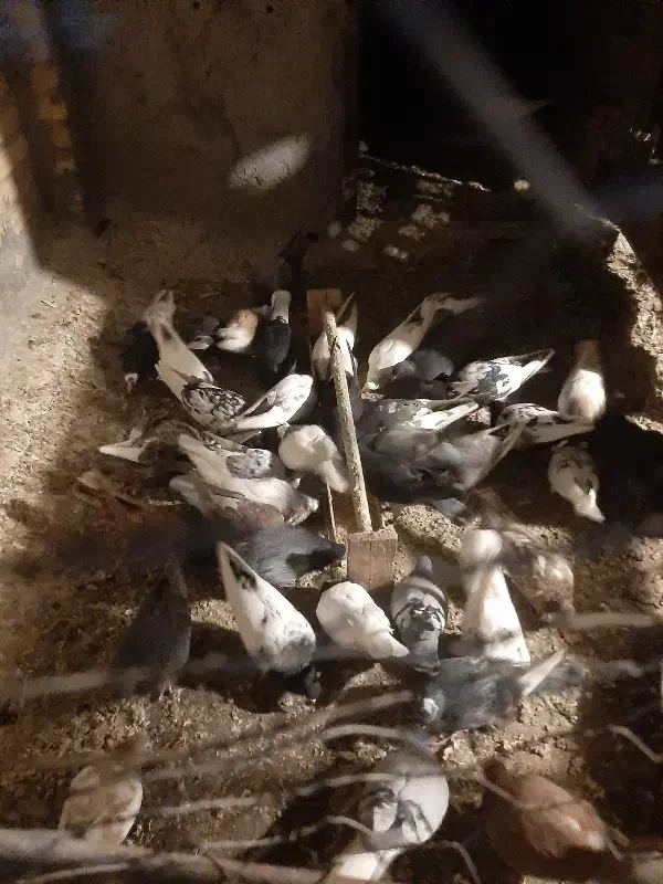 کبوتر فروشی سری|پرنده|سوسنگرد, |دیوار