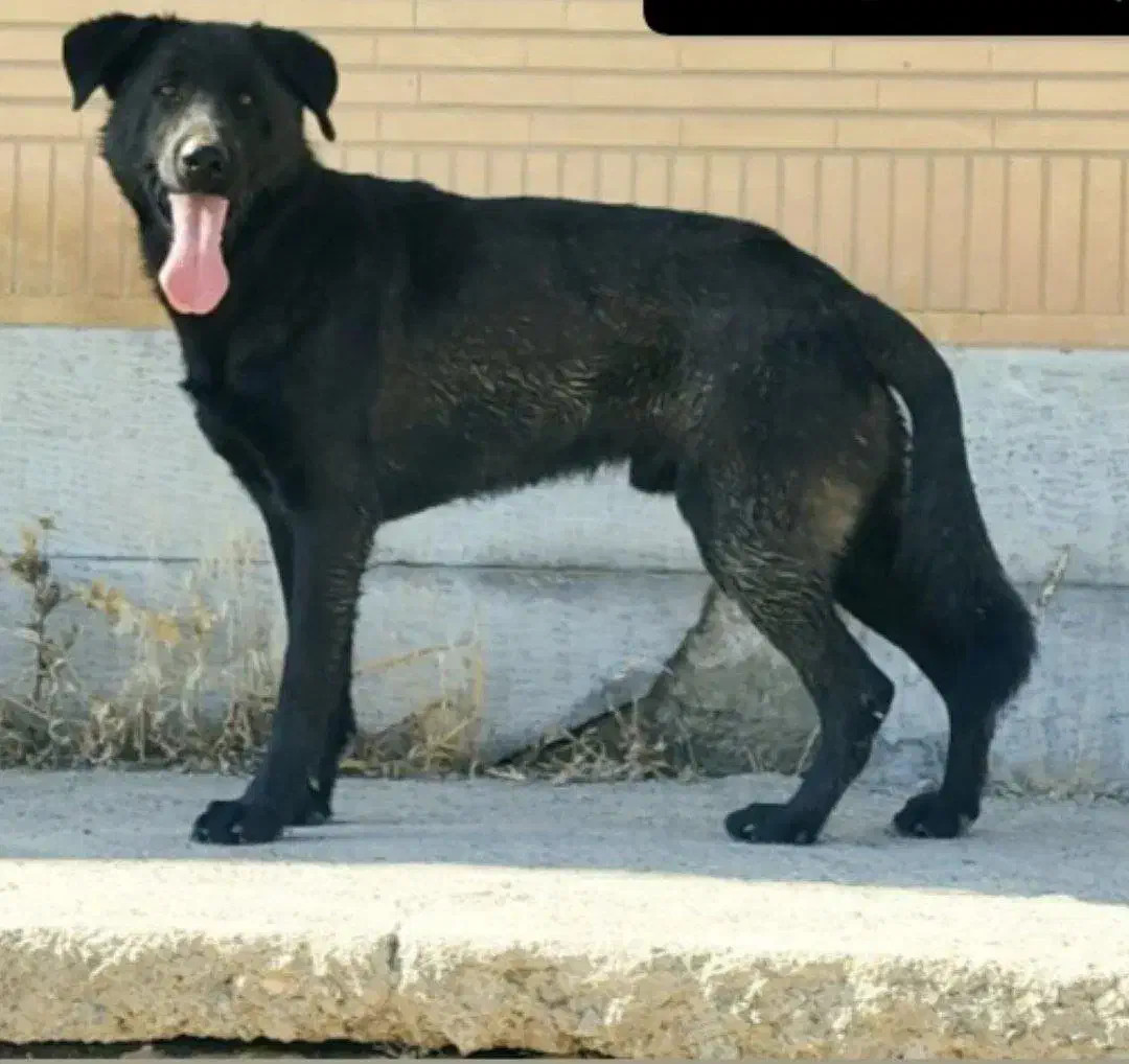 سگ ژرمن|سگ|کرمانشاه, |دیوار