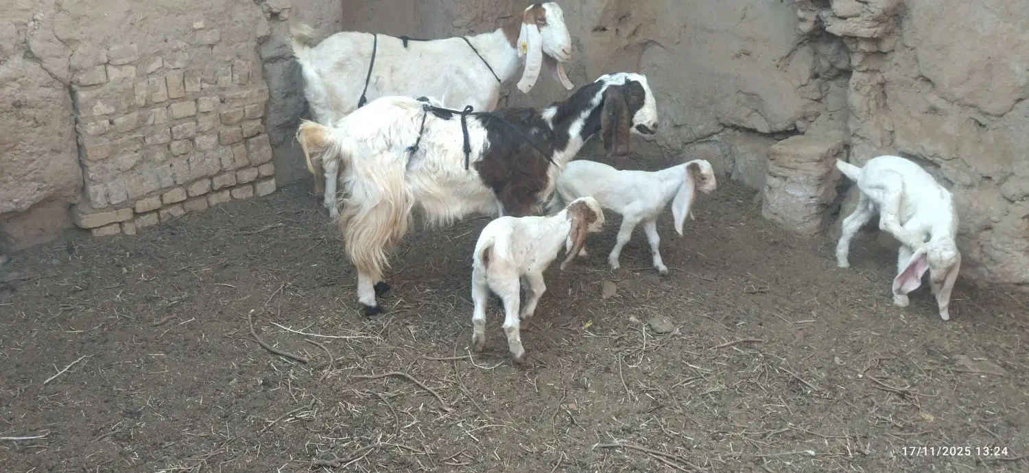 2عدد بز پاکستانی بزغاله عالی از همه نظر|حیوانات مزرعه|خلیل آباد, |دیوار