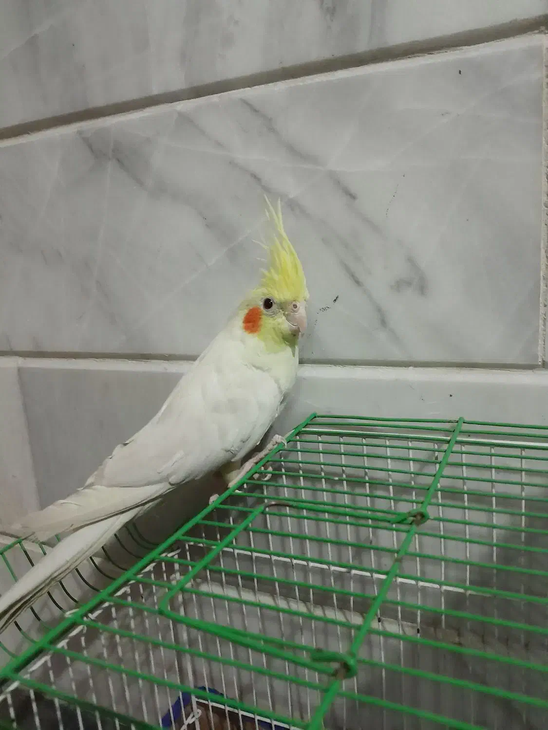 عروس هلندی|پرنده|قم, شهرک امام حسن|دیوار