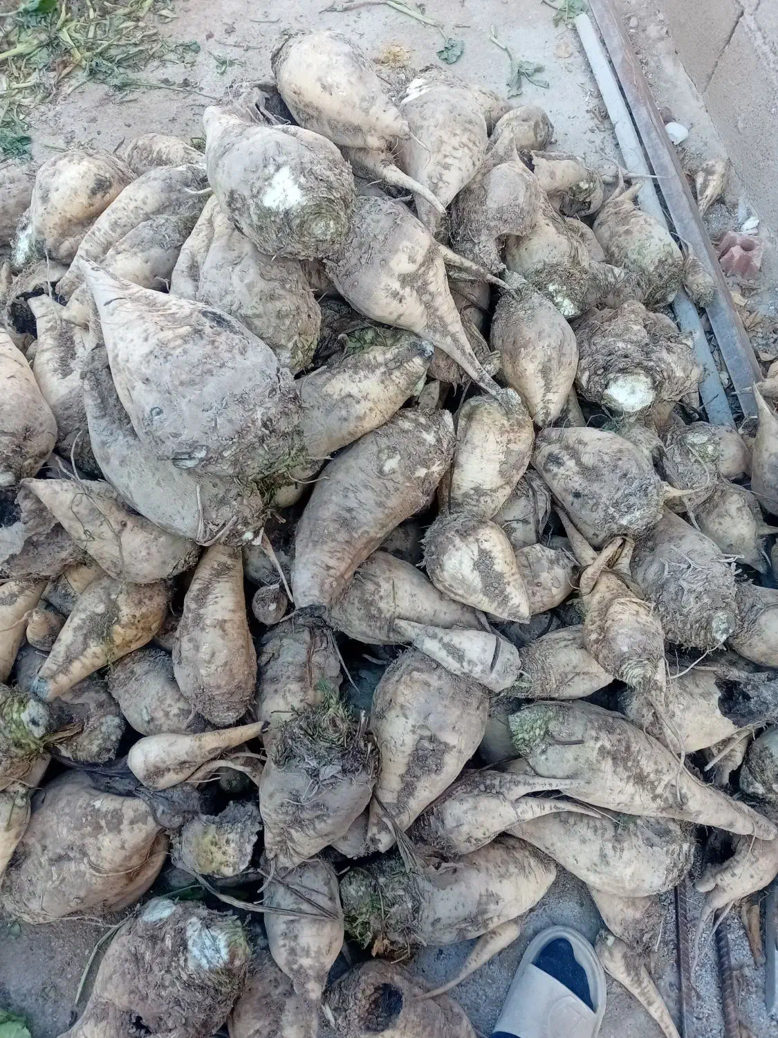 چغندر|خدمات باغبانی و درختکاری|آشخانه, |دیوار