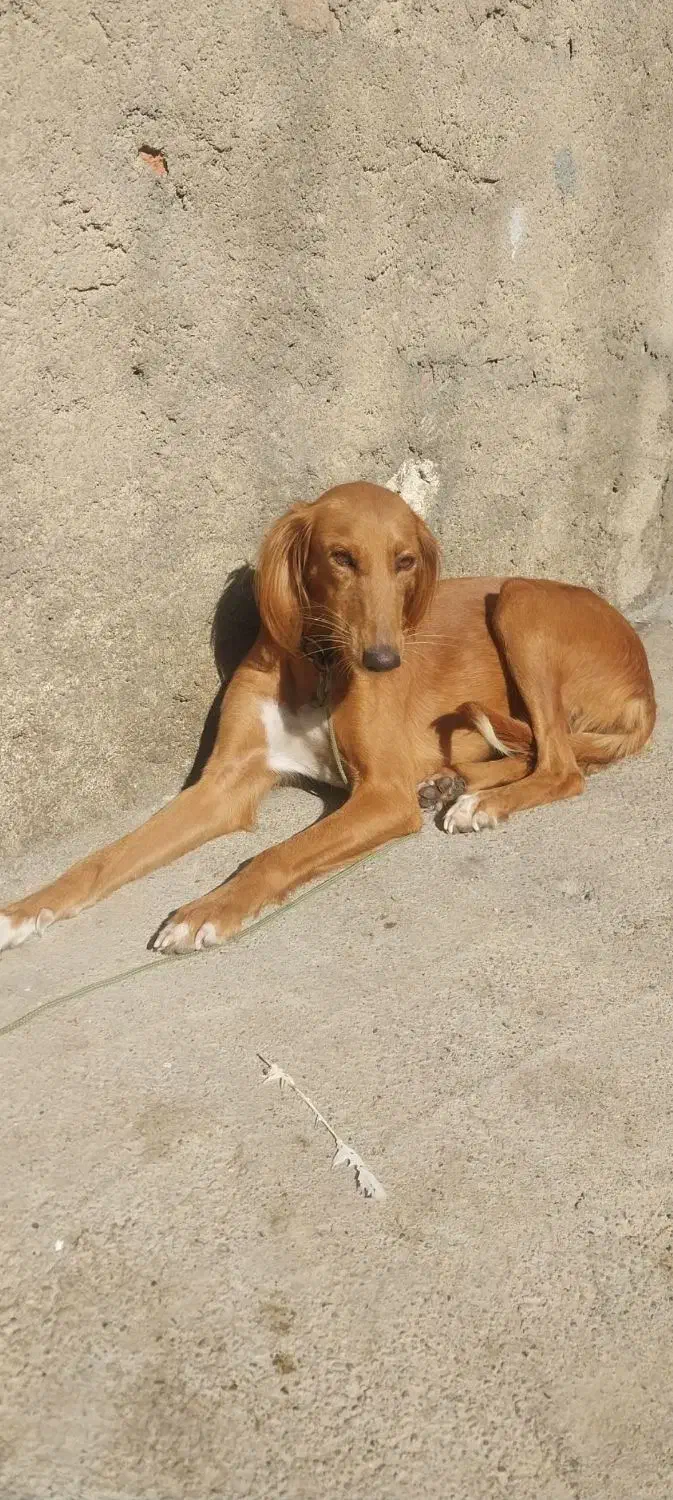 حیوانات مزرعه|سگ|کنگاور, |دیوار