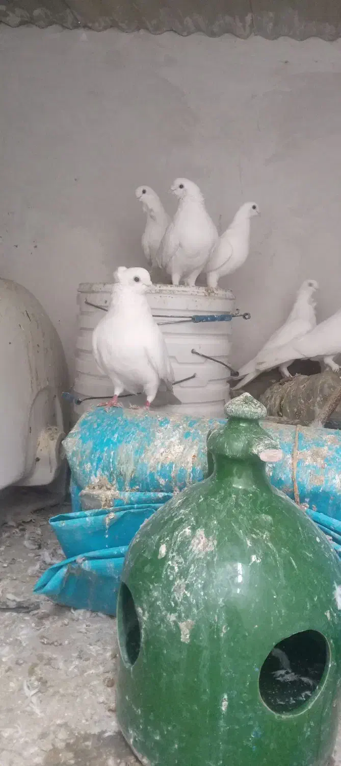 کفتر|پرنده|تبریز, |دیوار