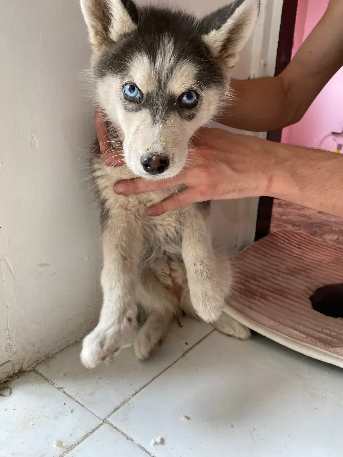 توله سگ|سگ|مشهد, استاد یوسفی (شهرک غرب)|دیوار