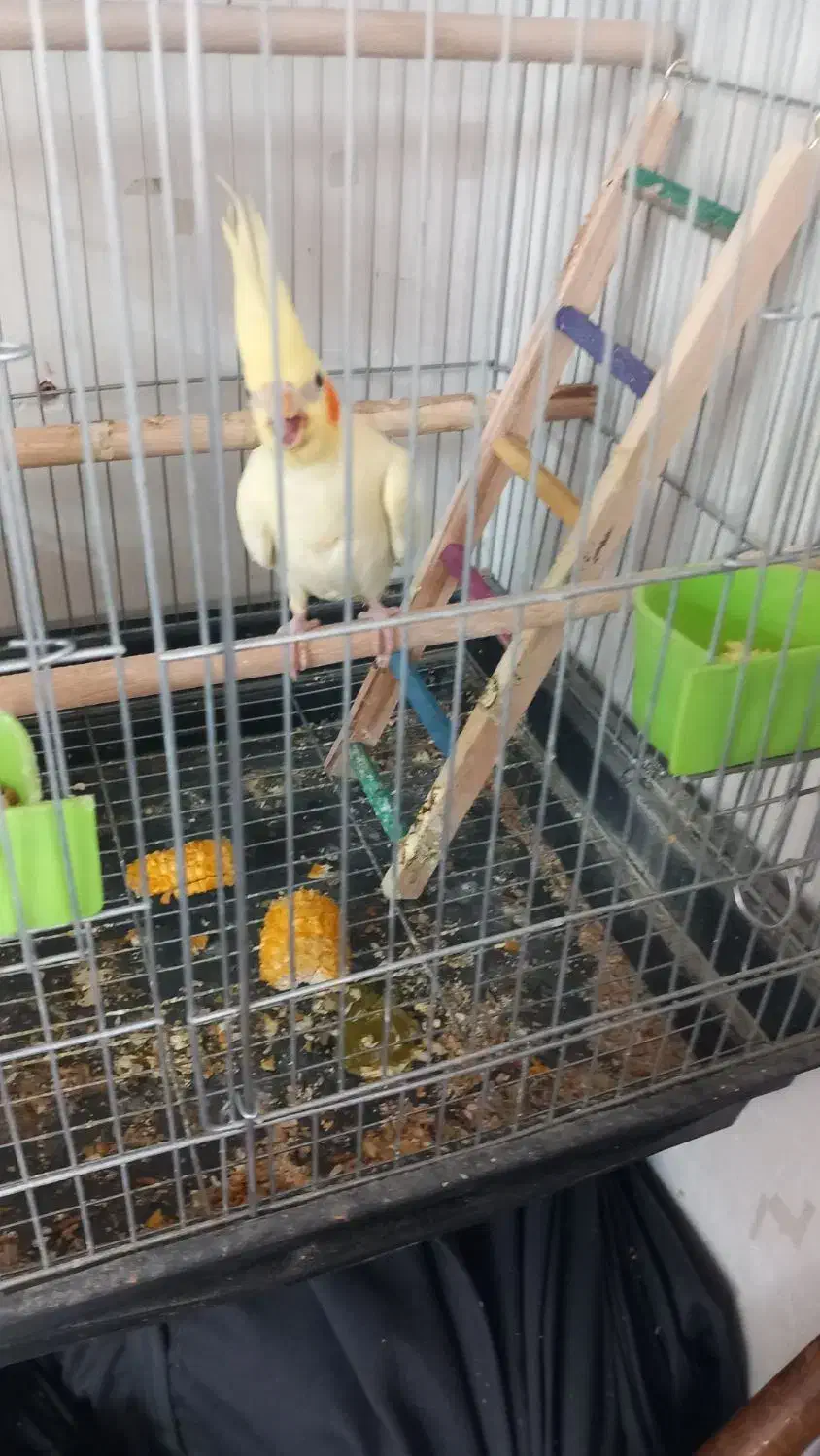 پرنده|پرنده|بروجرد, |دیوار