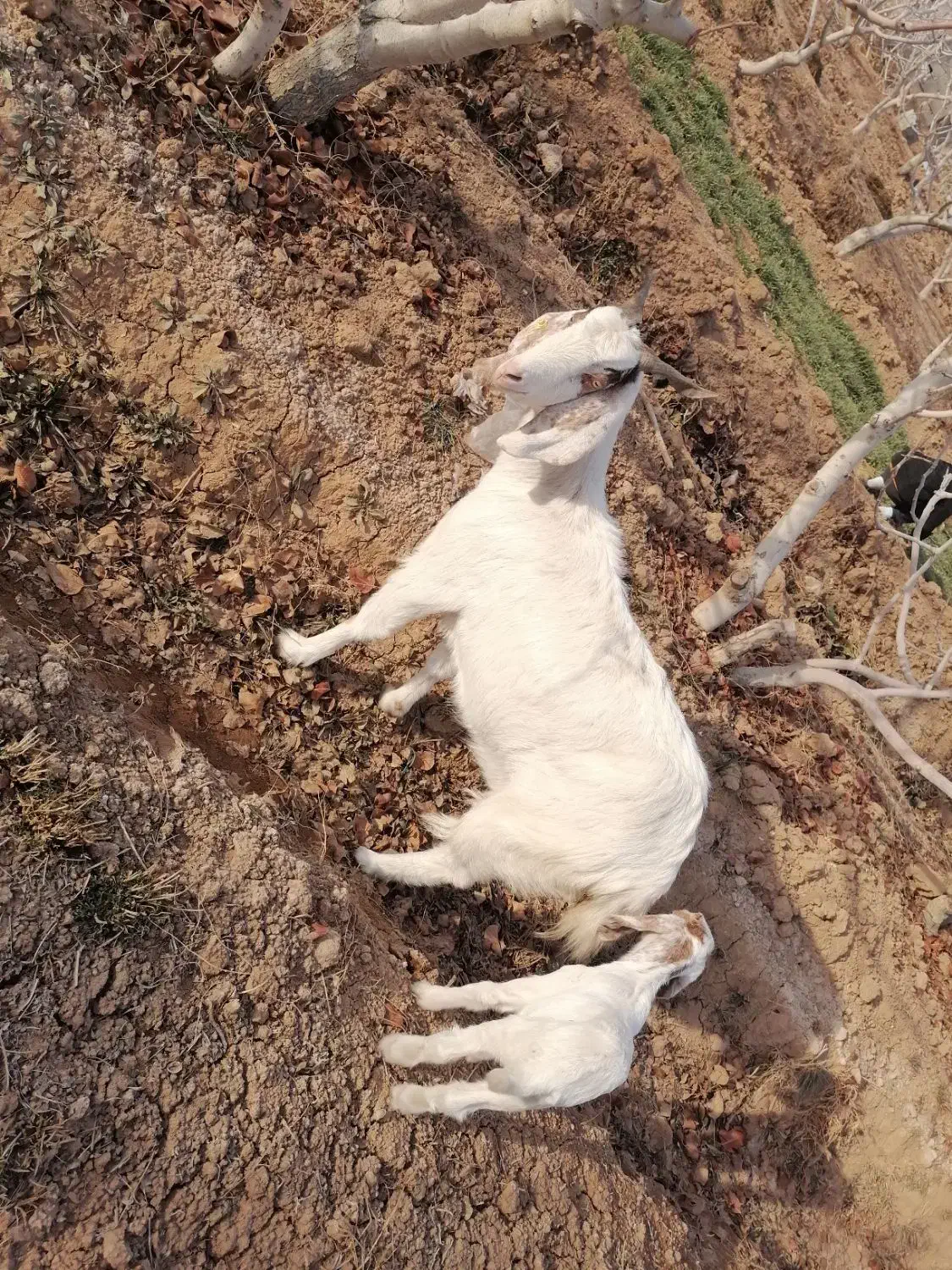 بز پاکستانی|حیوانات مزرعه|شاهینشهر, شهرک ردانی پور|دیوار