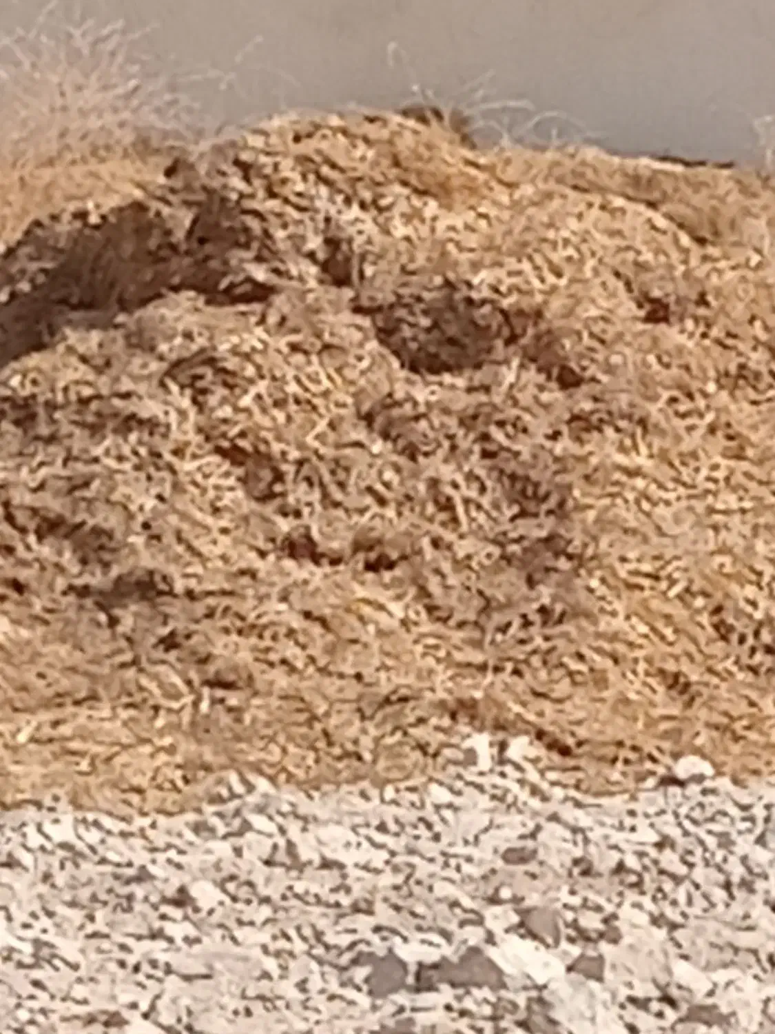 کاه گندم|حیوانات مزرعه|بستک, |دیوار