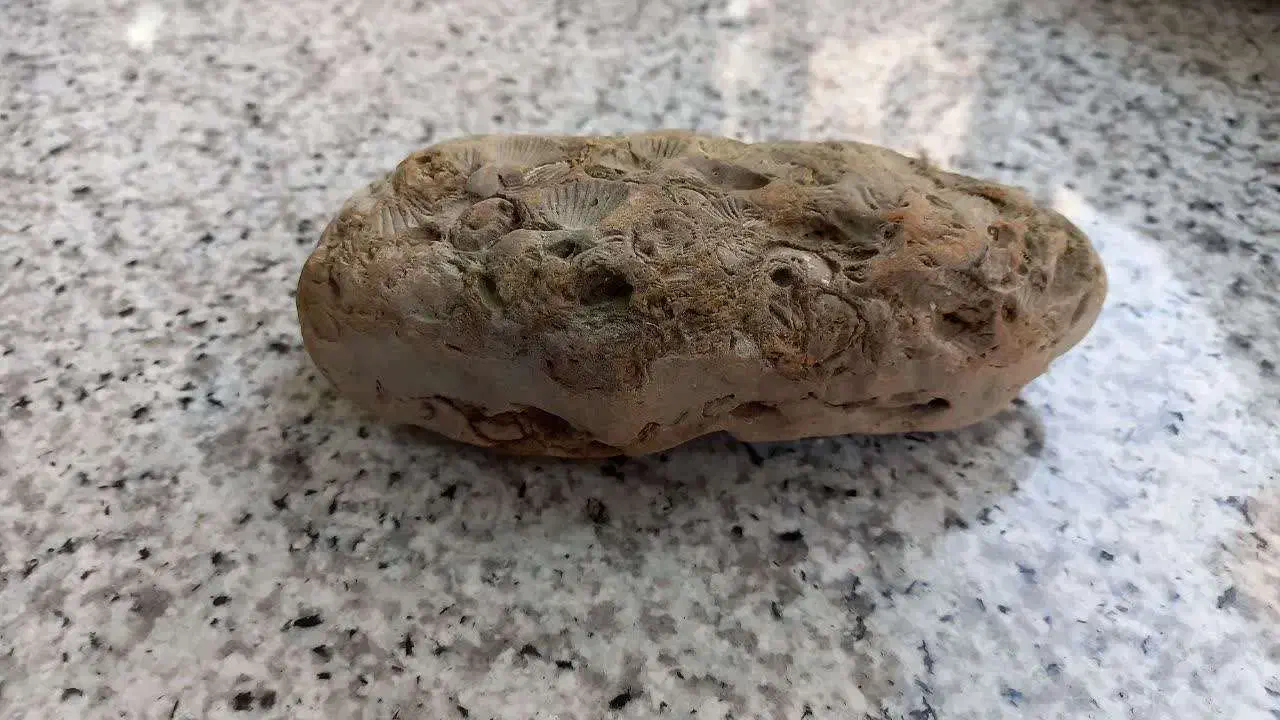 فسیل صدفی دو کفه ای برای 23 میلیون سال قبل|کلکسیون اشیاء عتیقه|قم, انسجام|دیوار