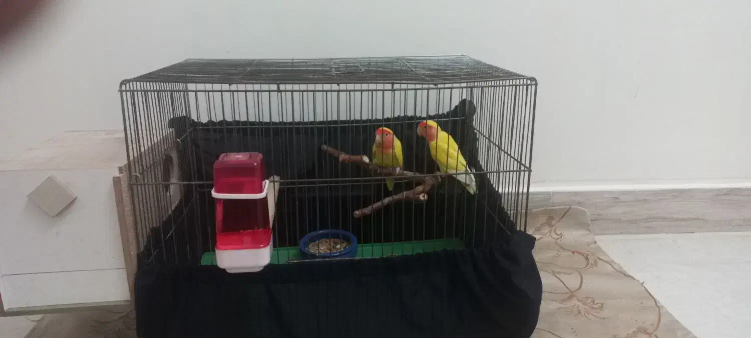 طوطی برزیلی|پرنده|الوند, |دیوار