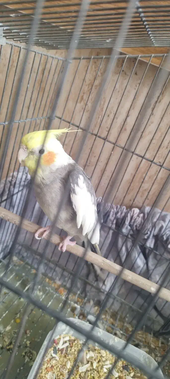 عروس هلندی سخنگو نر|پرنده|خلخال, |دیوار