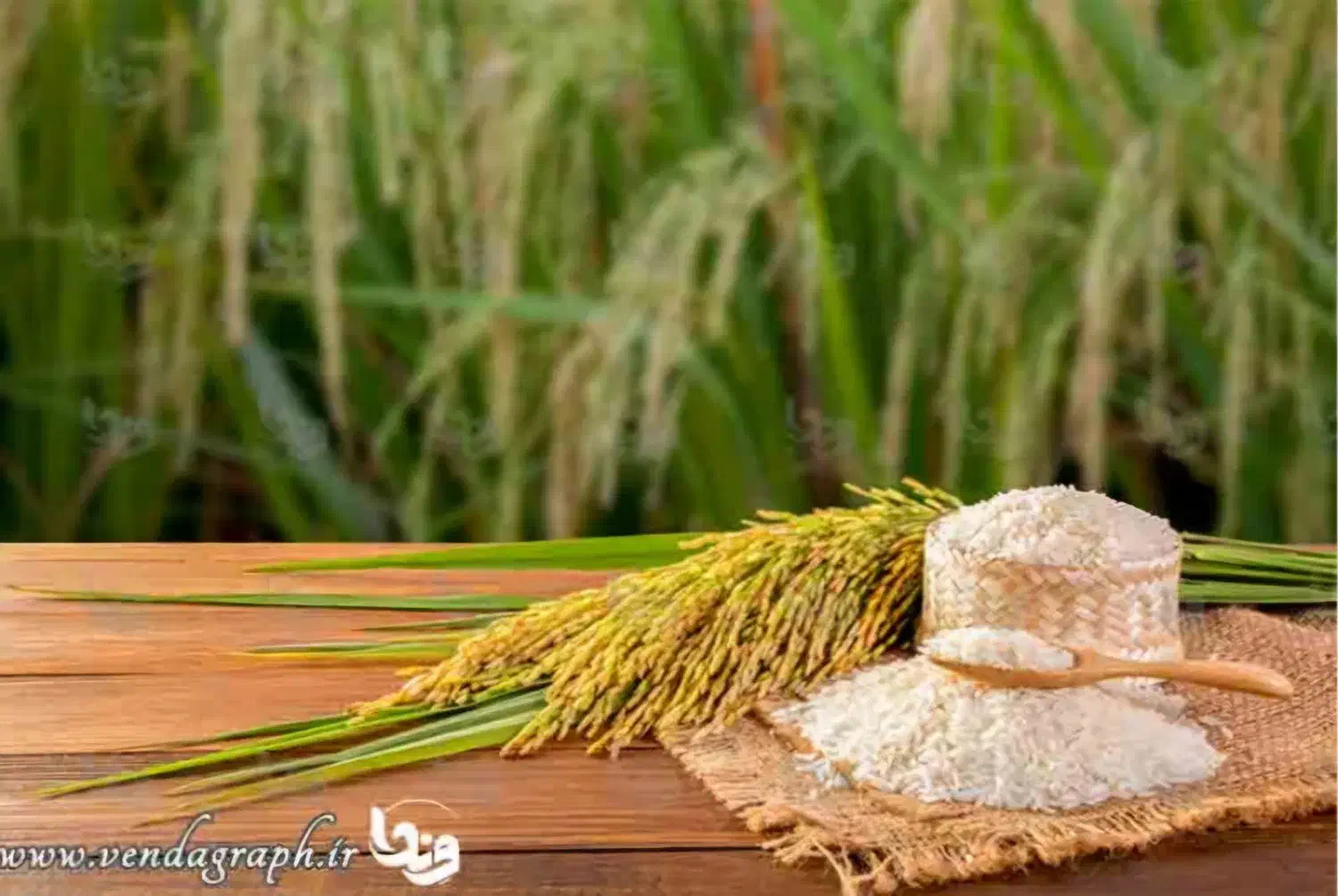 برنج اصل کامفیروزی به شرط پخت|خوردنی و آشامیدنی|صدرا-فارس, فاز ۲|دیوار