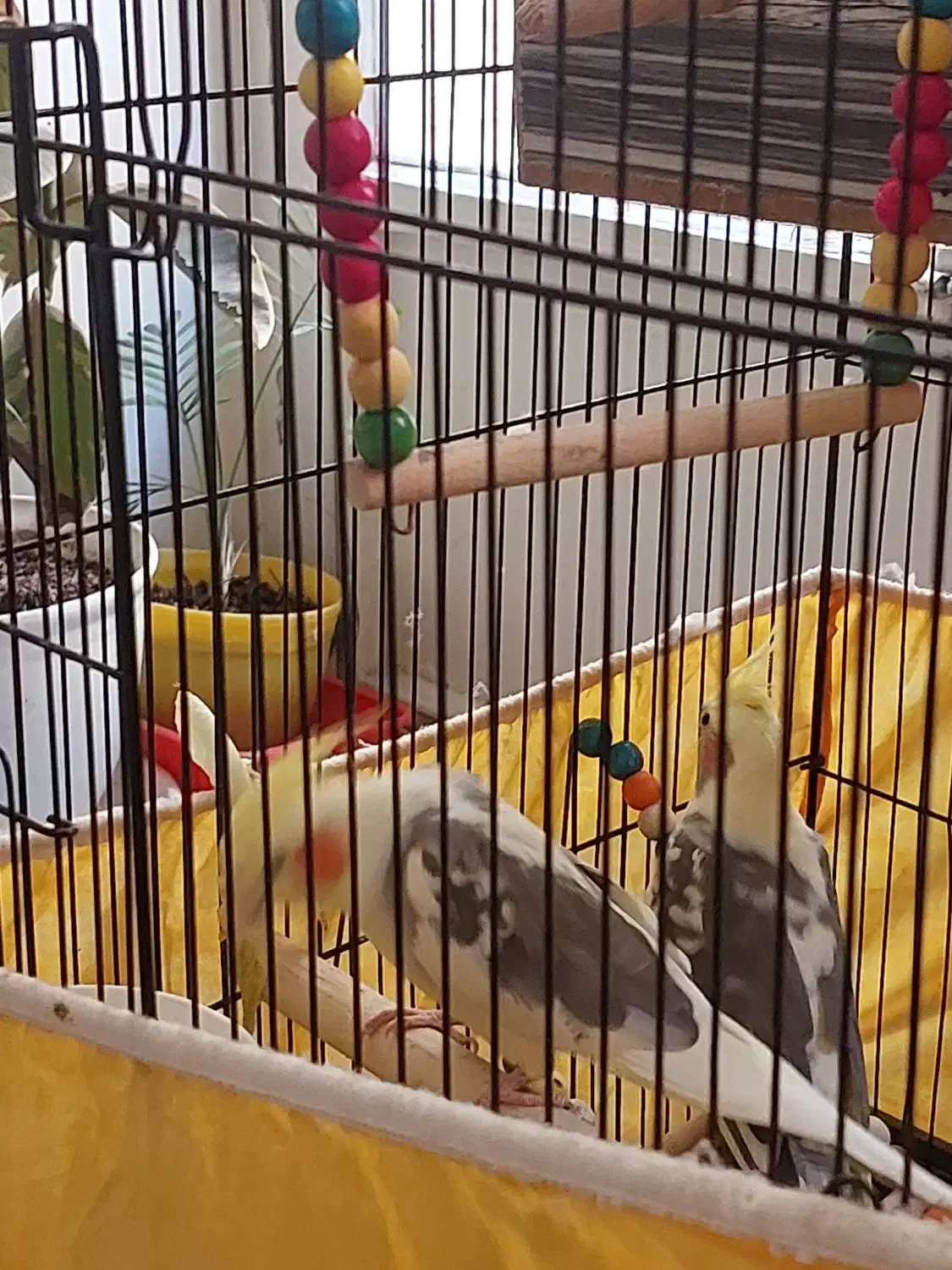 عروس هلندی|پرنده|تهران, امیریه|دیوار